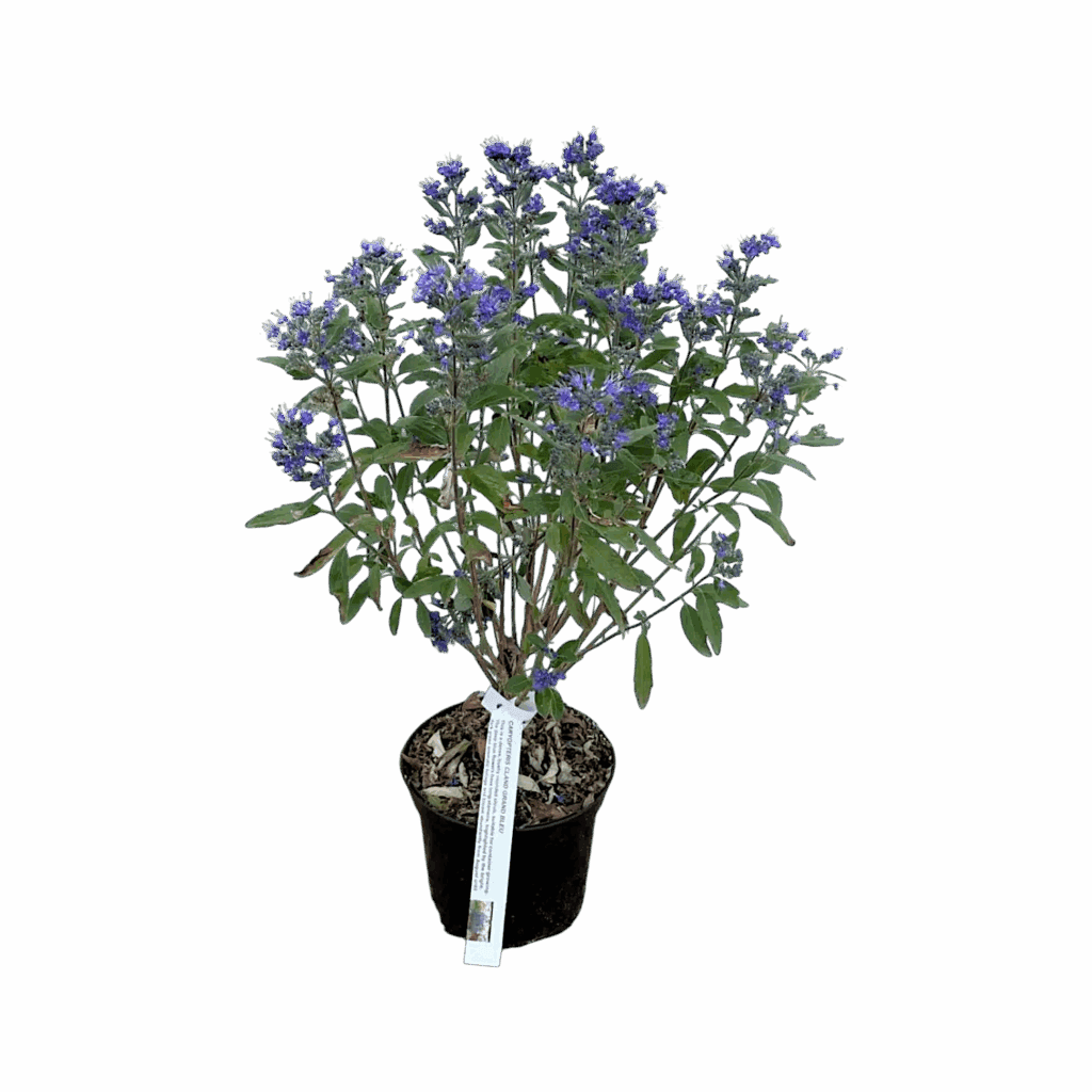 Kékszakáll – Caryopteris clandonensis ‘heavenly blue’