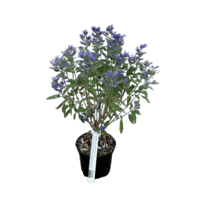 Kékszakáll – Caryopteris clandonensis ‘heavenly blue’