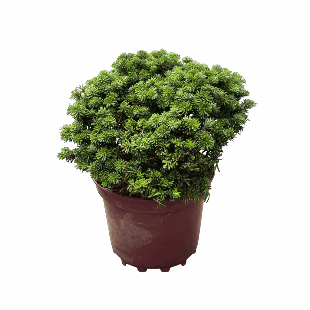 Koreai balzsamfenyő (abies koreana ‘brillant’)