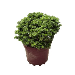 Koreai balzsamfenyő (abies koreana ‘brillant’)