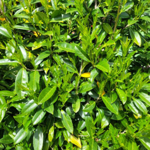 Kaukázusi babérmeggy (Prunus laurocerasus ‘caucasica’)