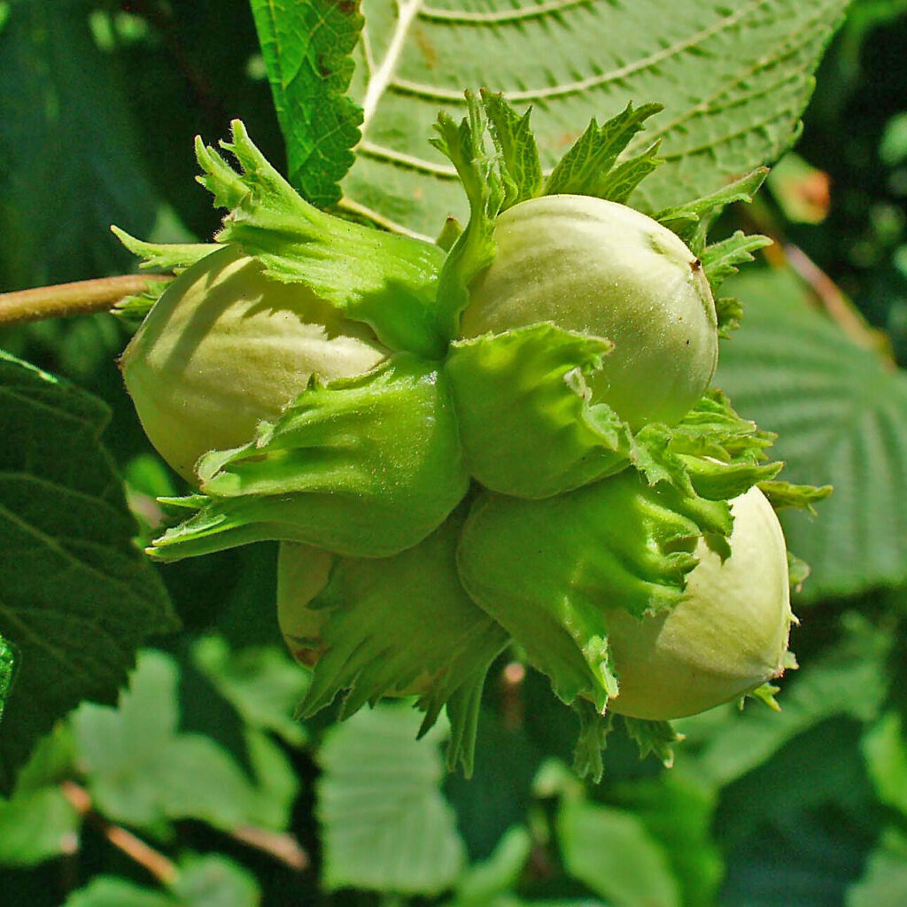 Közönséges mogyoró (Corylus avellana)