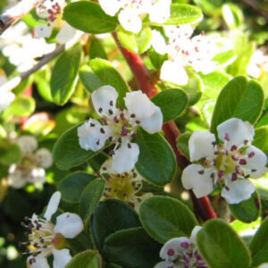Kúszó madárbirs (Cotoneaster dammeri ‘coral beauty’)