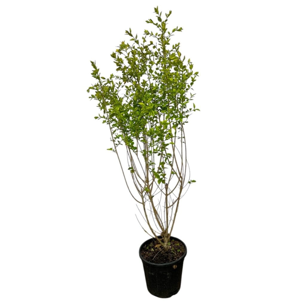Arany ovallevelű fagyal – Ligustrum ovalifolium ‘aureum’