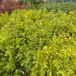 Arany ovallevelű fagyal – Ligustrum ovalifolium ‘aureum’