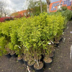 Arany ovallevelű fagyal – Ligustrum ovalifolium ‘aureum’