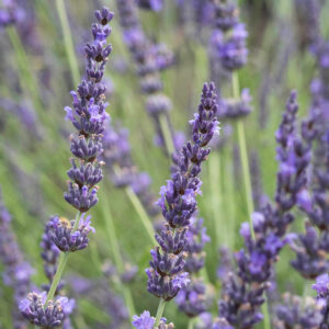 Provanszi hibrid levendula (Lavandula intermedia ‘grosso’)