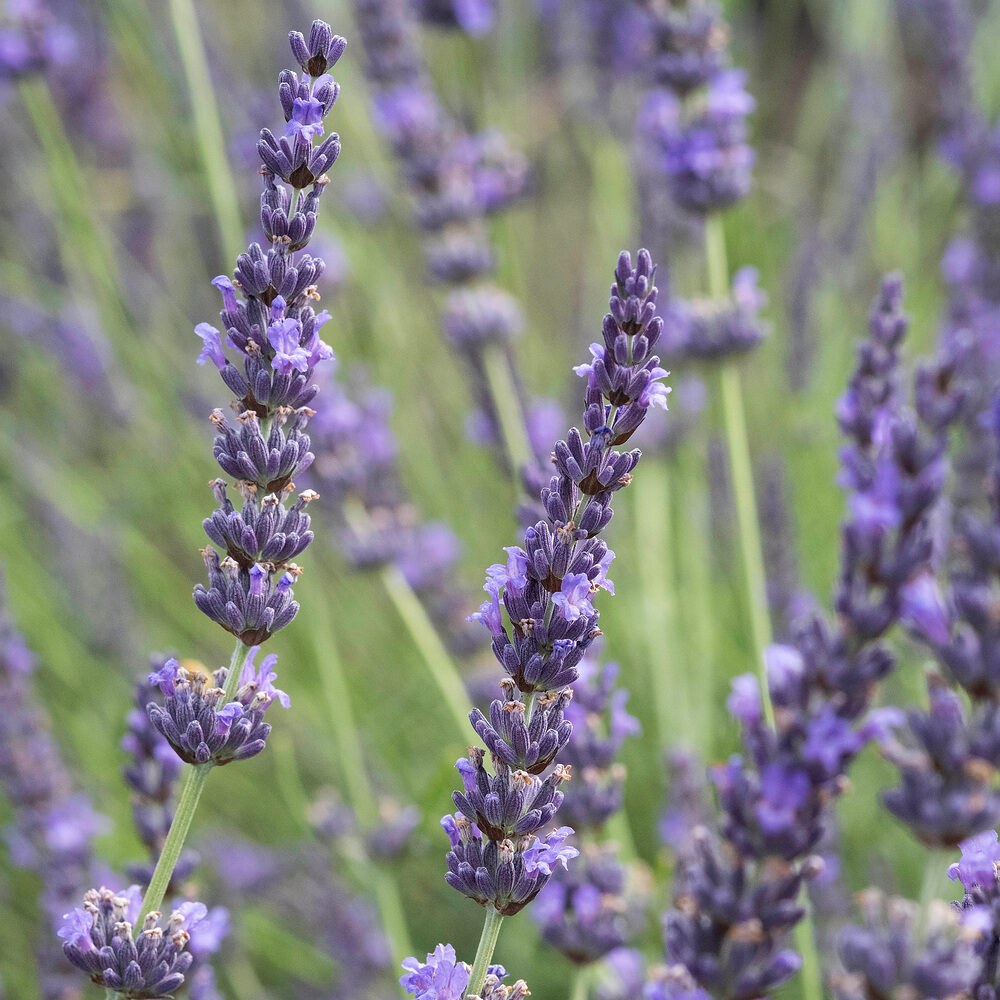 Provanszi hibrid levendula (Lavandula intermedia ‘grosso’)