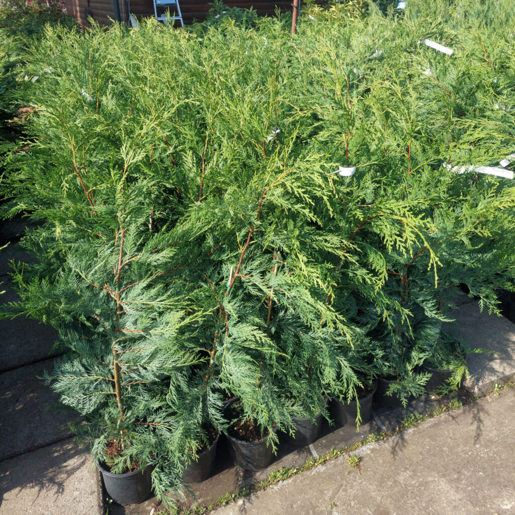 Leylandi ciprus (Cupressocyparis leylandii)