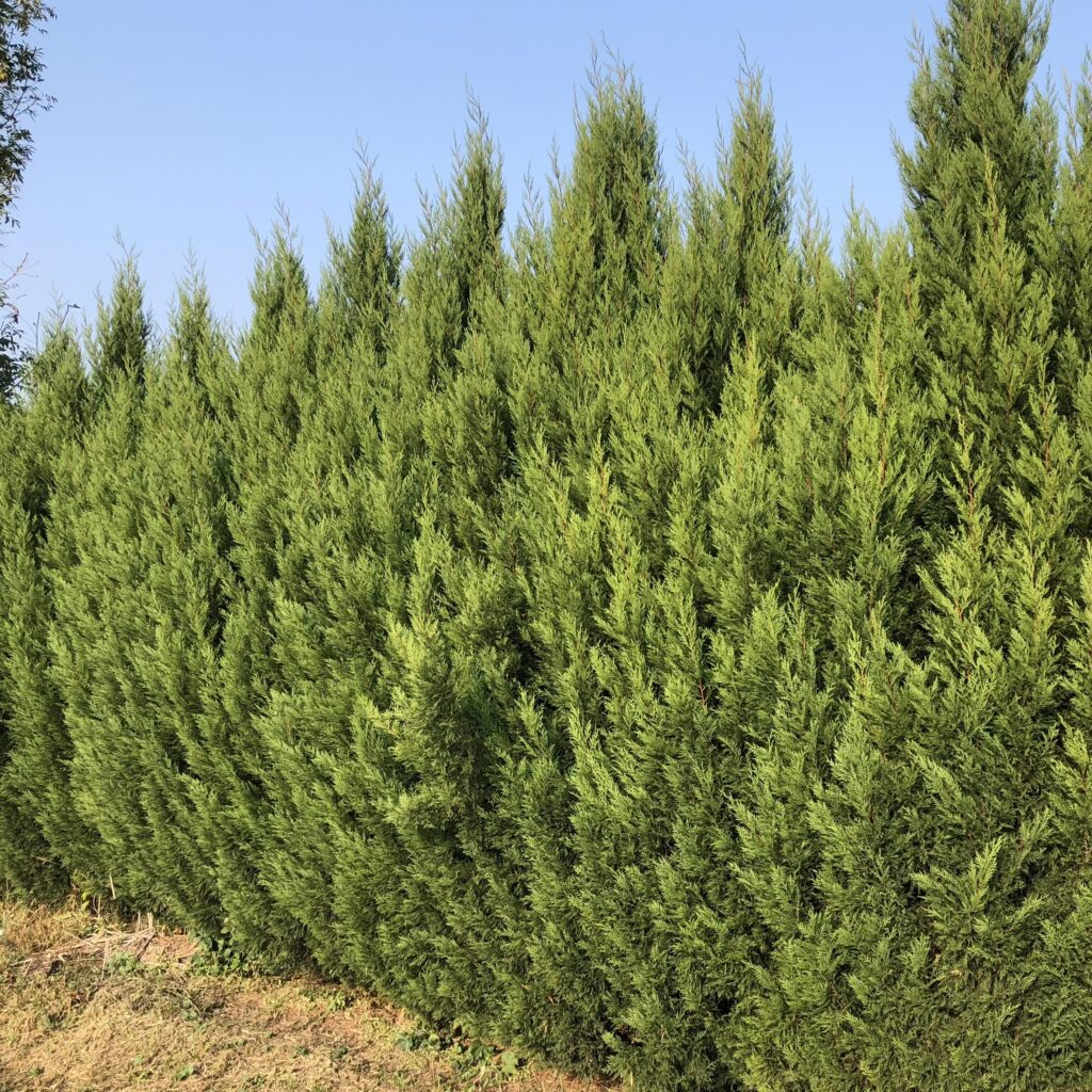 Oszlopos leylandi ciprus – Cupressocyparis leylandii ‘pyramidalis’