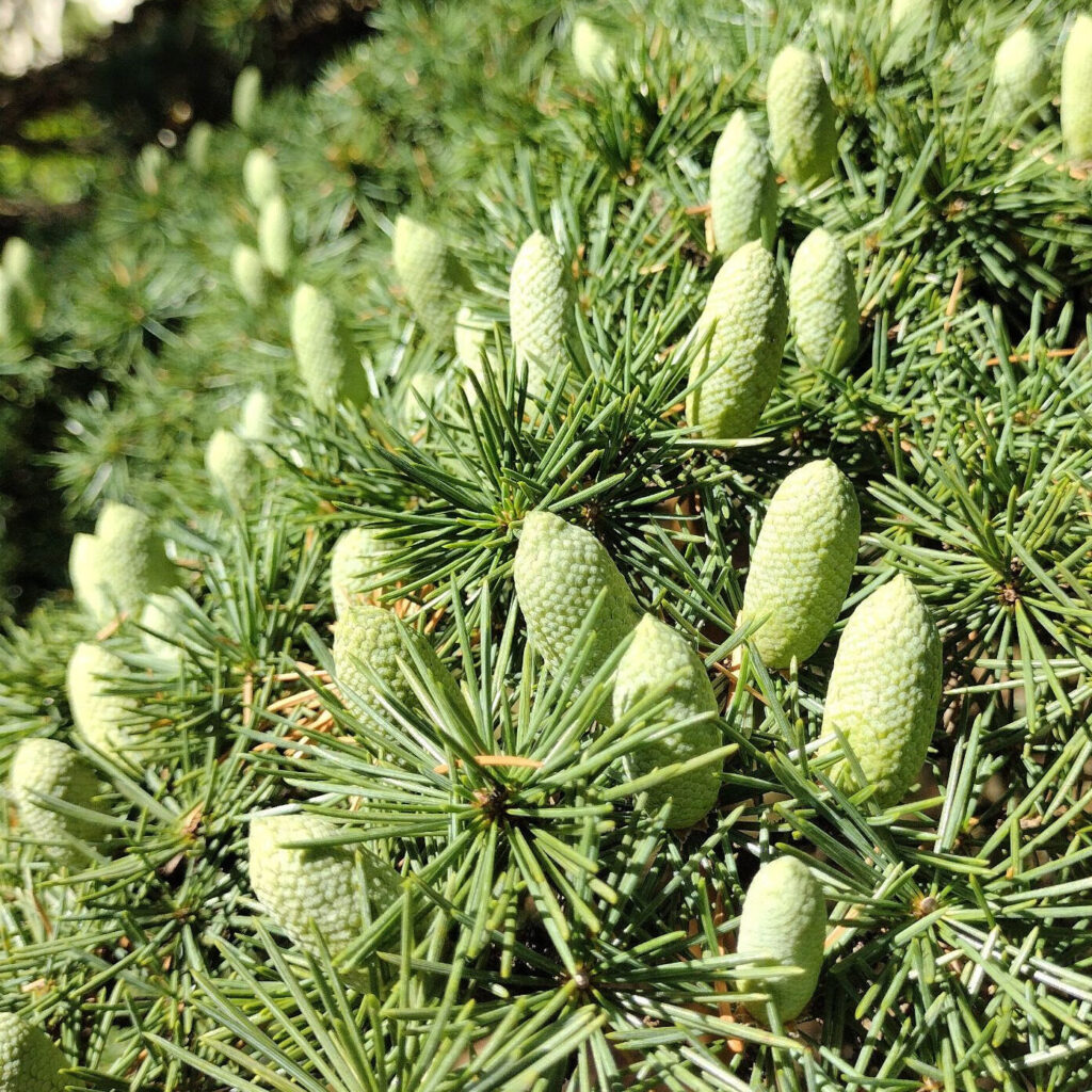 Libanoni cédrus (Cedrus libani)