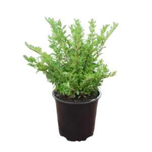Télizöld meternye ‘red tips’ – Lonicera nitida ‘red tips’