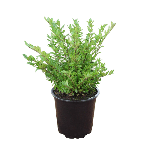 Télizöld meternye ‘red tips’ – Lonicera nitida ‘red tips’