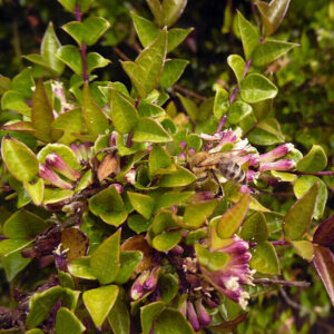 Télizöld meternye ‘red tips’ – Lonicera nitida ‘red tips’