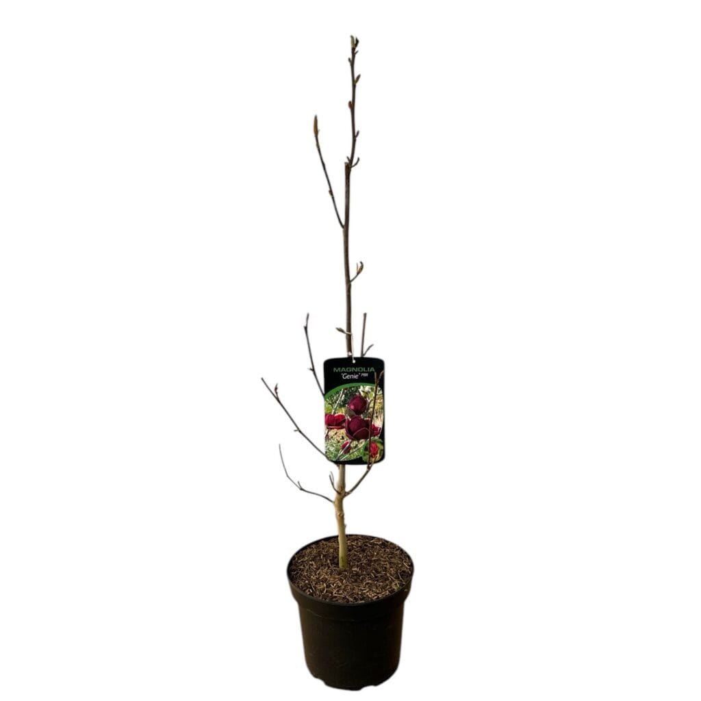 Liliomfa – Magnolia ‘genie’