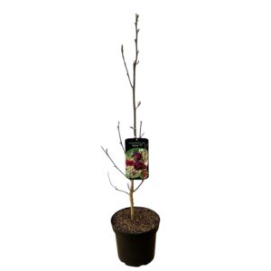 Liliomfa – Magnolia ‘genie’