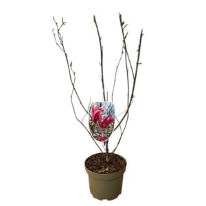 Liliomfa – Magnolia ‘ricki’