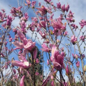 Liliomfa – Magnolia ‘ricki’