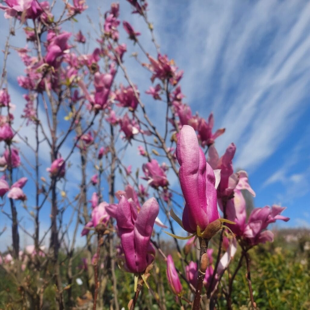 Liliomfa – Magnolia ‘ricki’