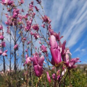 Liliomfa – Magnolia ‘ricki’
