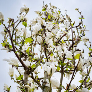 Japán liliomfa (Magnolia kobus)