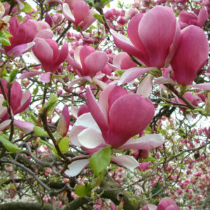 Nagyvirágú liliomfa – Magnolia soulangiana ‘rustica rubra’