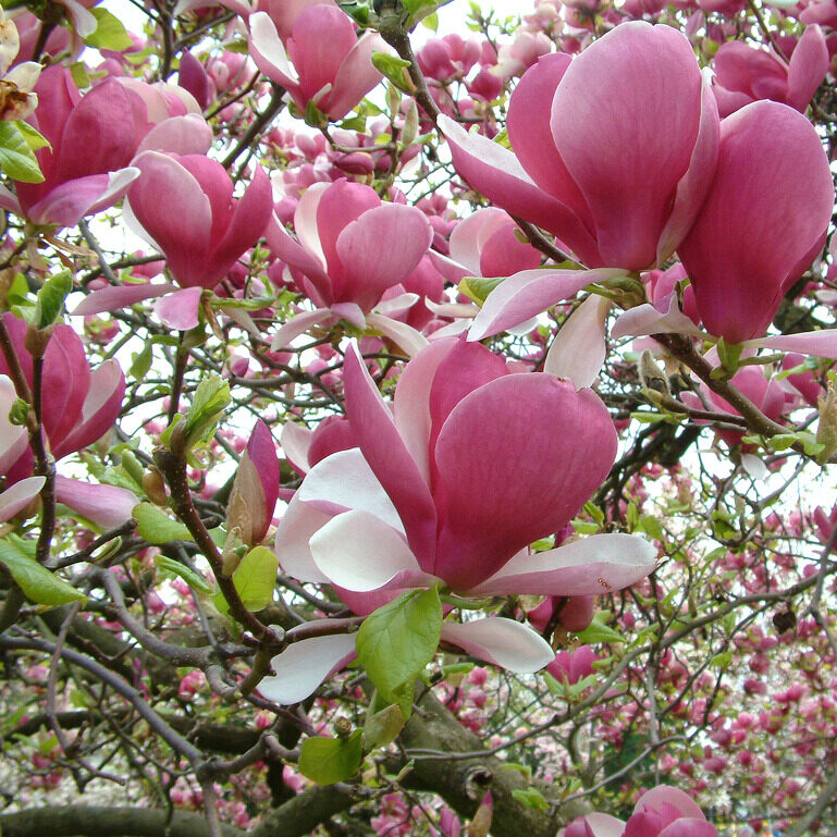 Nagyvirágú liliomfa – Magnolia soulangiana ‘rustica rubra’