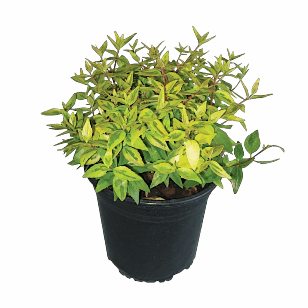 Nagyvirágú abélia – Abelia grandiflora