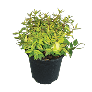 Nagyvirágú abélia – Abelia grandiflora