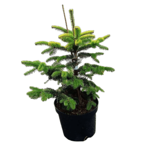 Normand fenyő (abies nordmanniana)