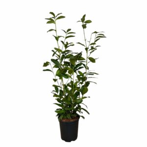 Oszlopos babérmeggy (Prunus laurocerasus ‘Genolia’)