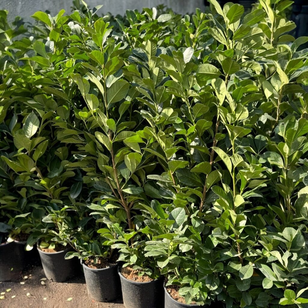Oszlopos babérmeggy (Prunus laurocerasus ‘Genolia’)