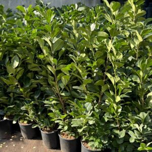 Oszlopos babérmeggy (Prunus laurocerasus ‘Genolia’)