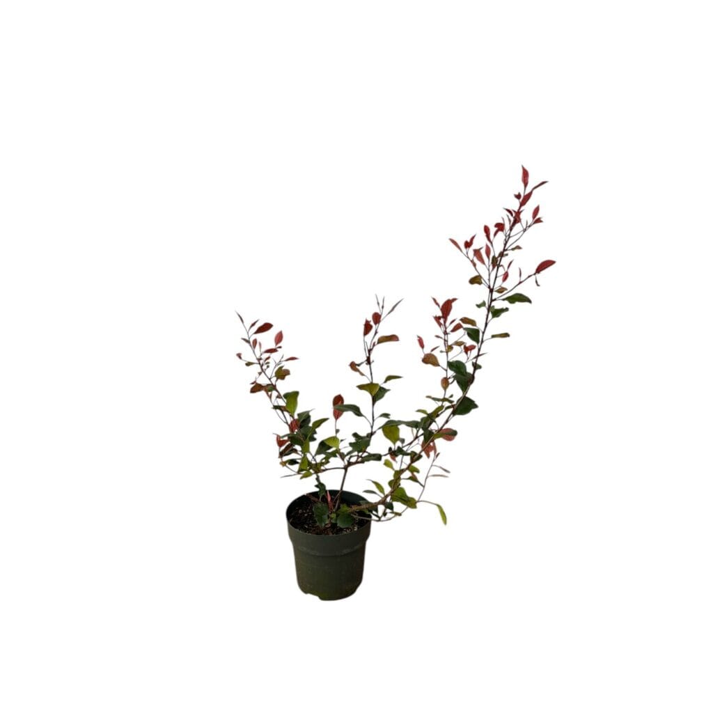 Korallberkenye (photinia fraseri ‘ little red robin’)