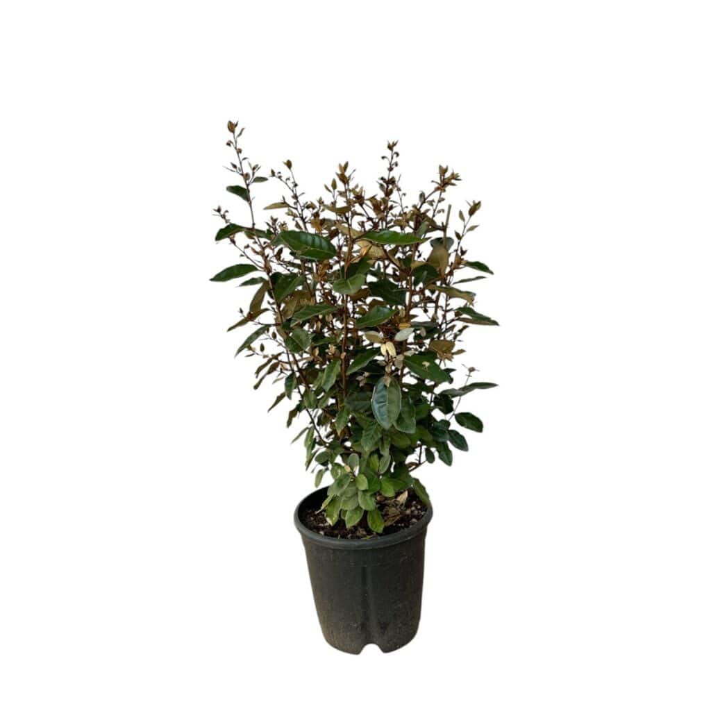 Ezüstfa (Elaeagnus ebbingei ‘compacta’)