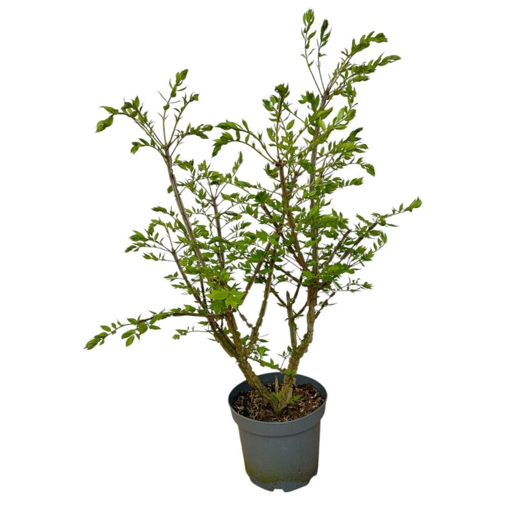 Szárnyas kecskerágó (Euonymus alatus)