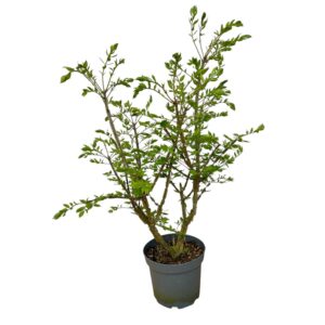 Szárnyas kecskerágó (Euonymus alatus)