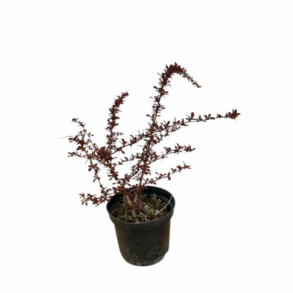 Vöröslevelű japán borbolya. – Berberis thunbergii ‘carmen’