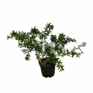 Jytte törpe örökzöld borbolya – Berberis candidula ‘jytte’