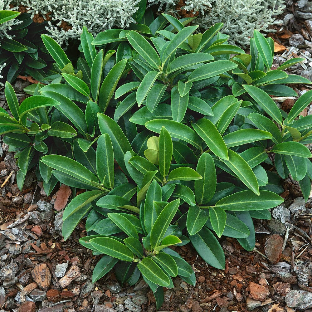 Terülő babérmeggy (prunus laurocerasus ‘mont vernon’)