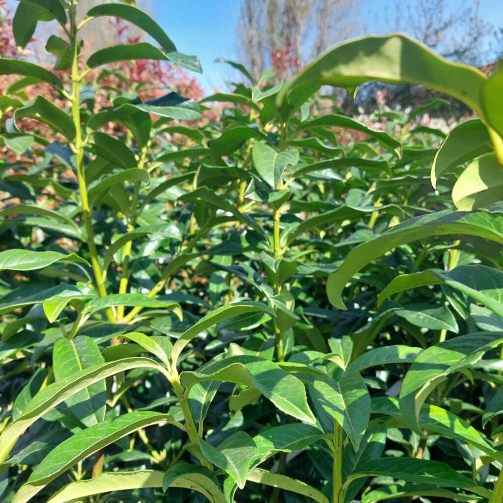 Oszlopos babérmeggy (Prunus laurocerasus ‘Genolia’)