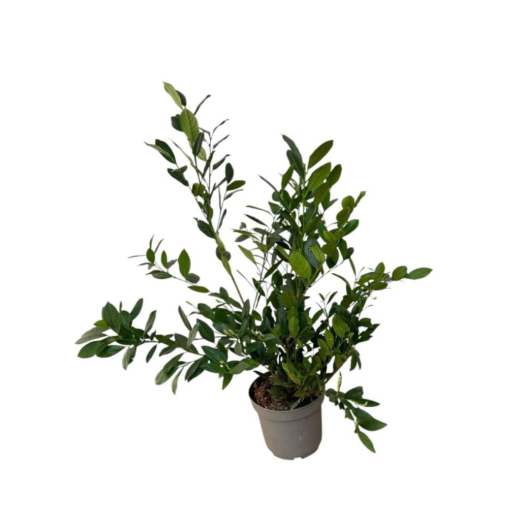 Tömött babércseresznye (Prunus laurocerasus ‘mano’)