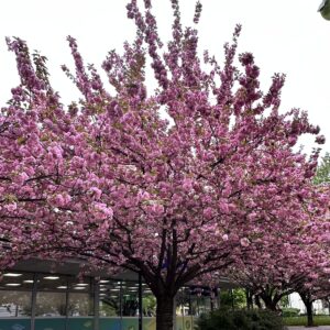 Vöröslevelű japán díszcseresznye (Prunus serrulata ‘Royal Burgundy’)