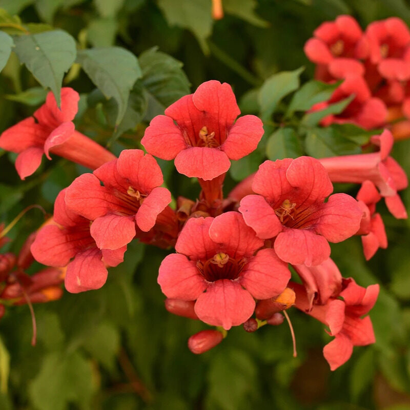 Trombitafolyondár (Campsis radicans ‘flamenco’)