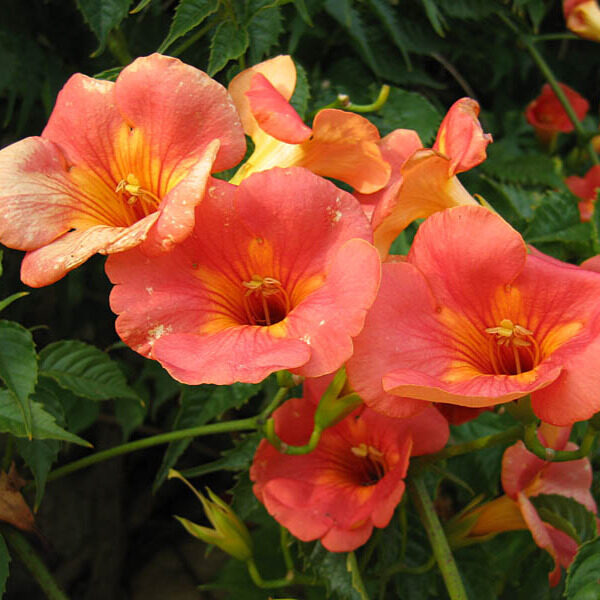 Trombitafolyondár (Campsis radicans ‘grandiflora’)