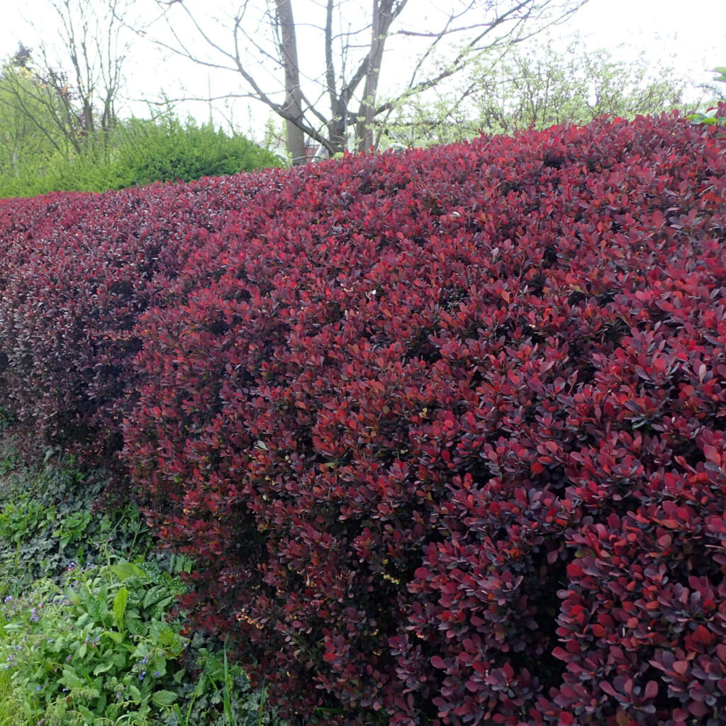 Vörös levelű japán borbolya (Berberis thunbergii ‘atropurpurea’)
