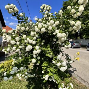 Kányabangita (Viburnum opulus)