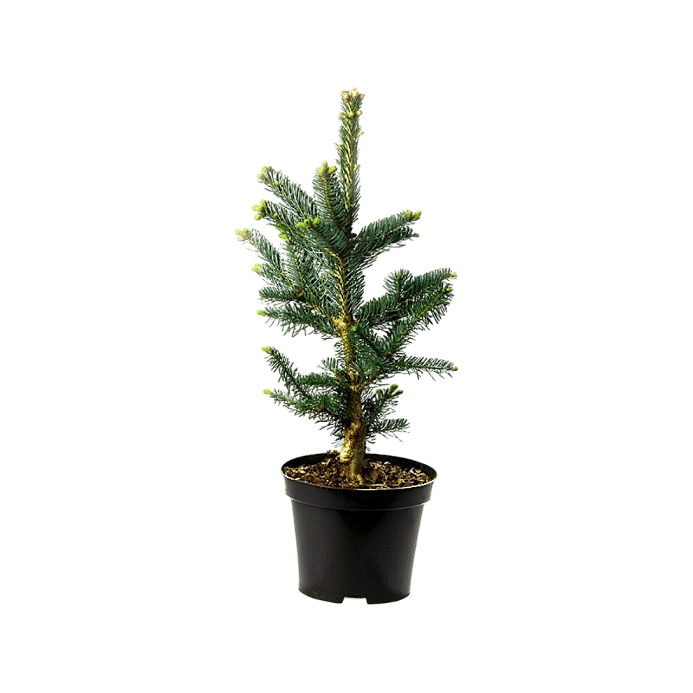 Kék balzsamfenyő – Abies lasiocarpa ‘argentea’