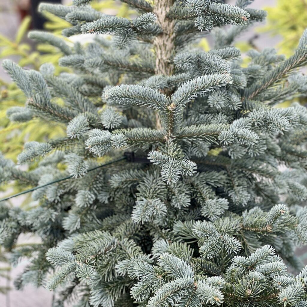 Kék balzsamfenyő – Abies lasiocarpa ‘argentea’
