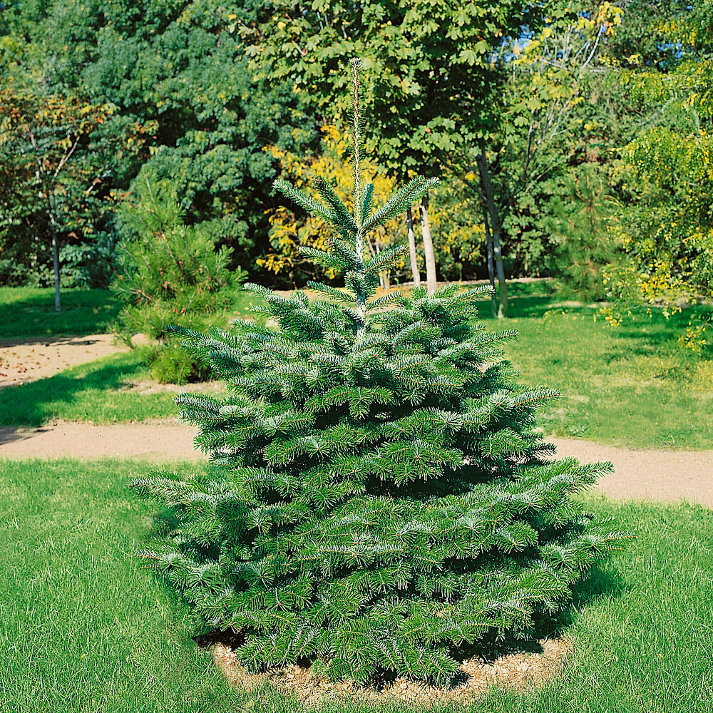 Normand fenyő (abies nordmanniana)